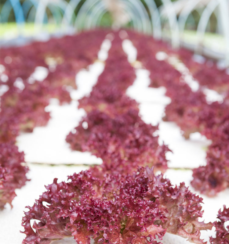 Rows of red lettuce by Cibo Sano
