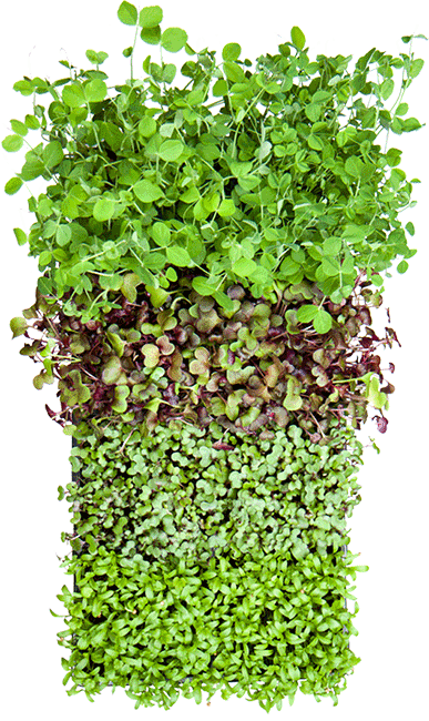 Cibo Sano Microgreens Crate - Microgreens Prescott, Arizona