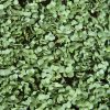 broccoli-microgreens-prescott-az A photo of Cibo Sano's Broccoli Microgreens in Prescott, AZ.