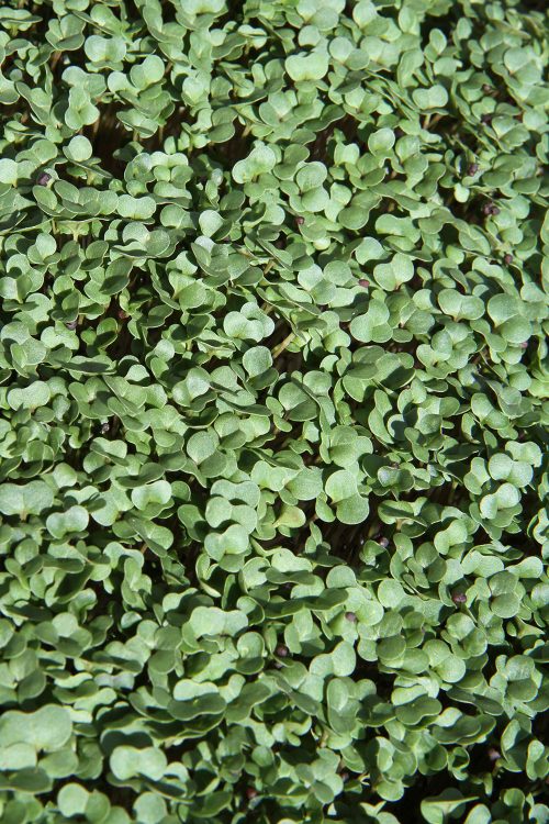 broccoli-microgreens-prescott-az A photo of Cibo Sano's Broccoli Microgreens in Prescott, AZ.