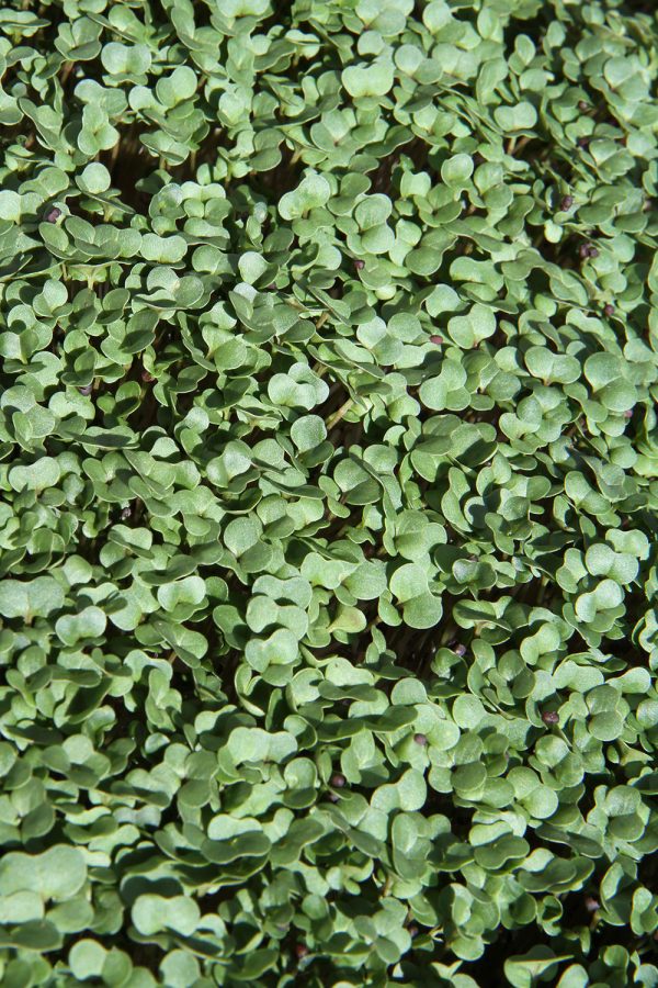 broccoli-microgreens-prescott-az A photo of Cibo Sano's Broccoli Microgreens in Prescott, AZ.