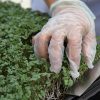fresh-cut-broccoli-microgreens Fresh Broccoli Microgreens being live-cut at the Prescott Farmers Market.