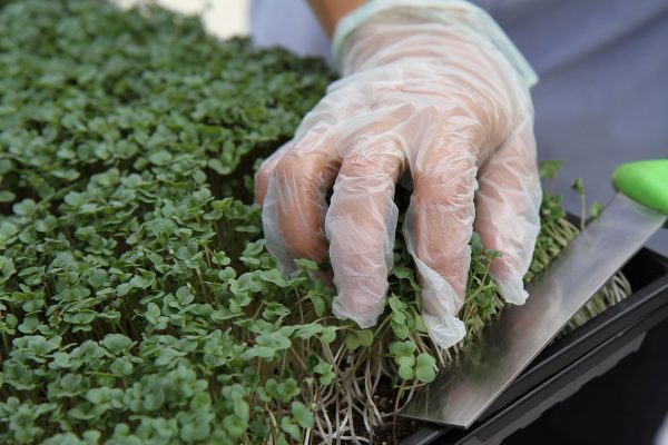 fresh-cut-broccoli-microgreens Fresh Broccoli Microgreens being live-cut at the Prescott Farmers Market.