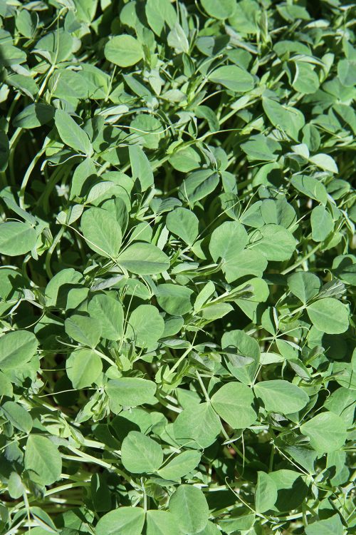 pea-shoots-microgreens-local A photo of Cibo Sano's Pea Shoots Microgreens