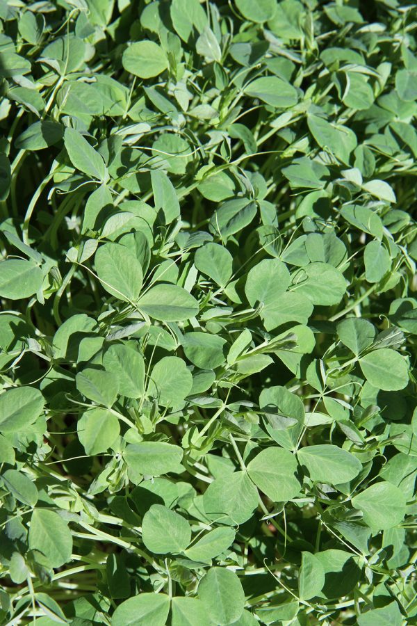 A photo of Cibo Sano's Pea Shoots Microgreens