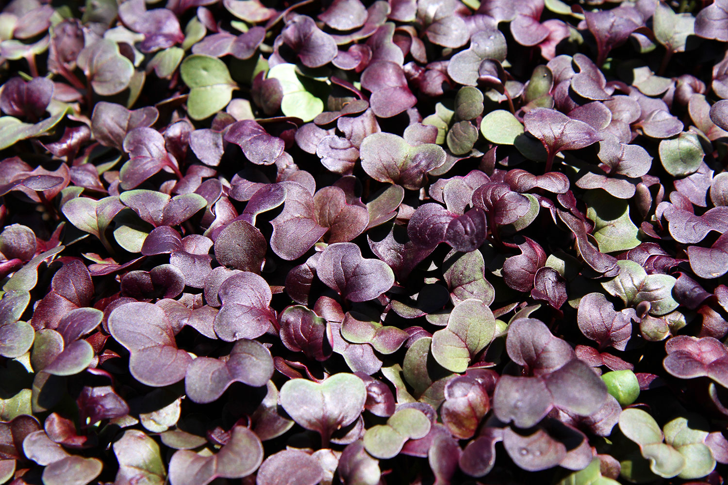 Cibo Sano Microgreens Crate - Microgreens Prescott, Arizona