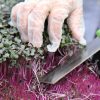 Red Cabbage Microgreens