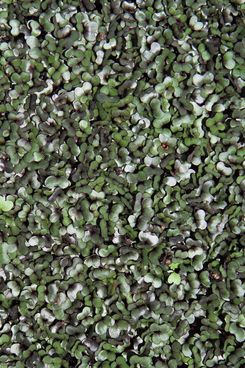 red-cabbage-microgreens-prescott-az A photo of Cibo Sano Red Cabbage Microgreens.