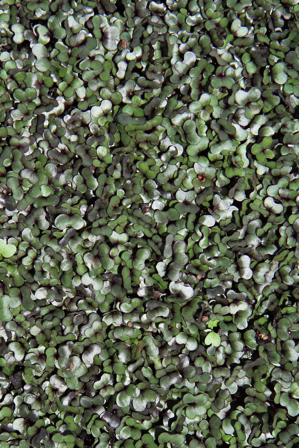 A photo of Cibo Sano Red Cabbage Microgreens.