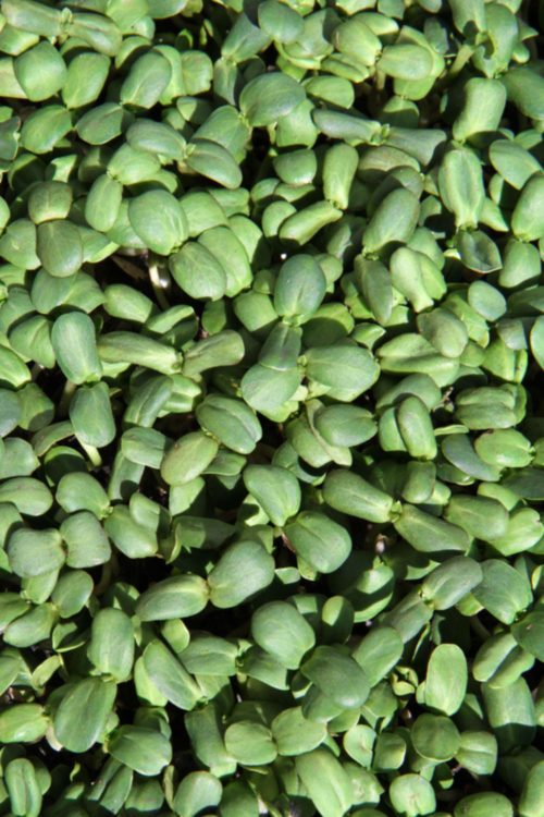 Sunflower Microgreens A photo taken at Prescott Farmers Market of our Sunflower Microgreens.
