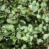 greenarmor-microgreens-blend GreenARMOR Microgreens Blend