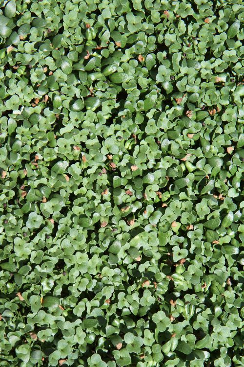 greenbalance-microgreens-blend Cibo Sano's GreenBALANCE Microgreens Blend
